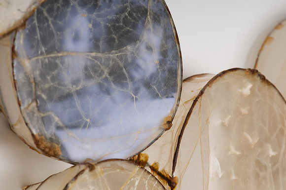 "Cells" (detail)