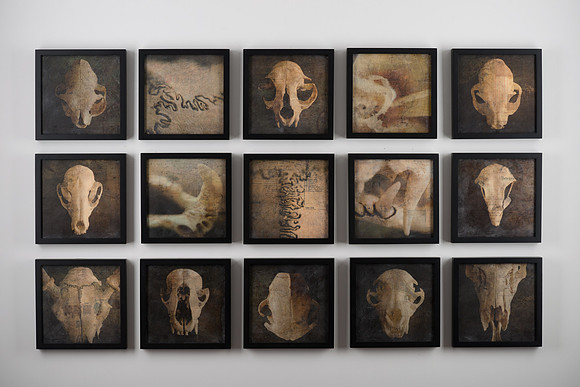 "Specimens"