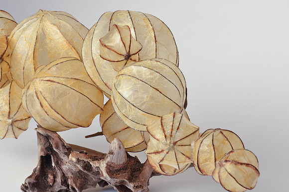 "Striated Integuments", detail