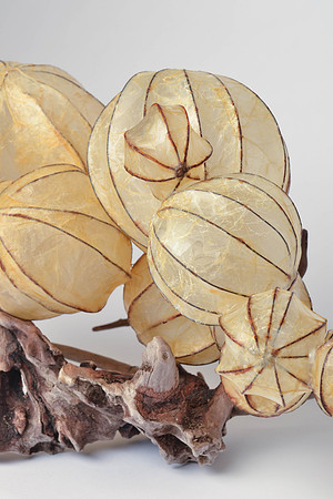 "Striated Integuments", detail