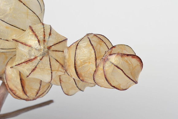"Striated Integuments", detail