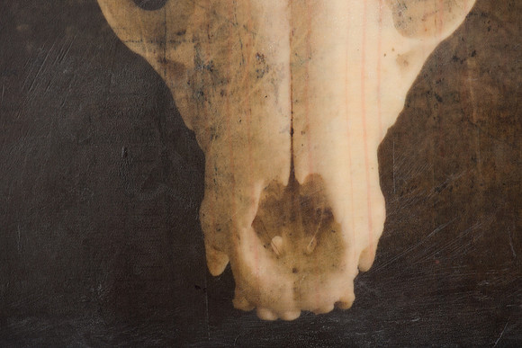 "Specimens", panel 6 detail