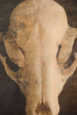 "Specimens", panel 6 detail
