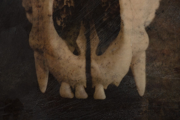 "Specimens", panel 12 detail
