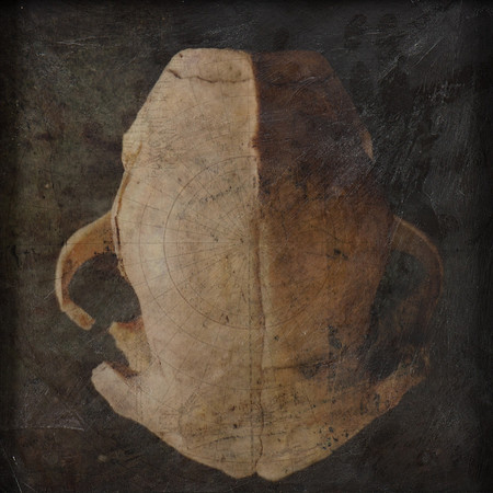 "Specimens", panel 13