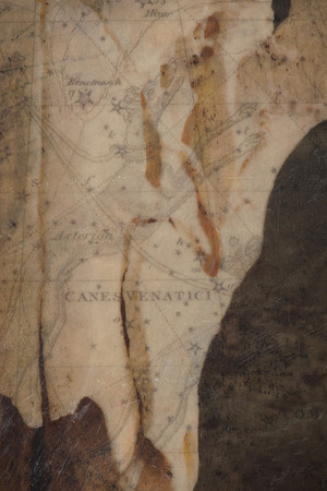 "Specimens", panel 15 detail