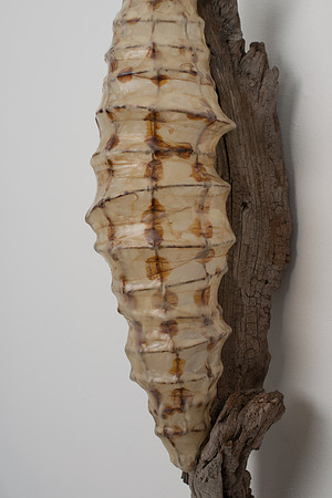 Cocoon, detail