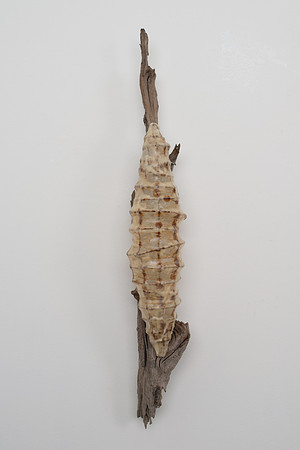 Cocoon