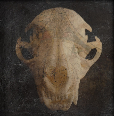 "Specimens", panel 14