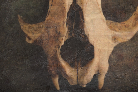 "Specimens", panel 3 detail