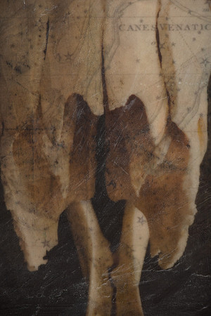 "Specimens", panel 15 detail
