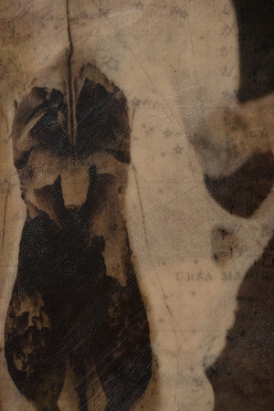 "Specimens", panel 12 detail